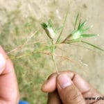 ngày đã hết cỏ gà