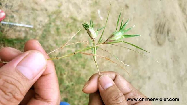 ngày đã hết cỏ gà