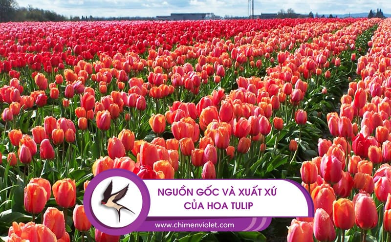 xuất xứ hoa Tulip