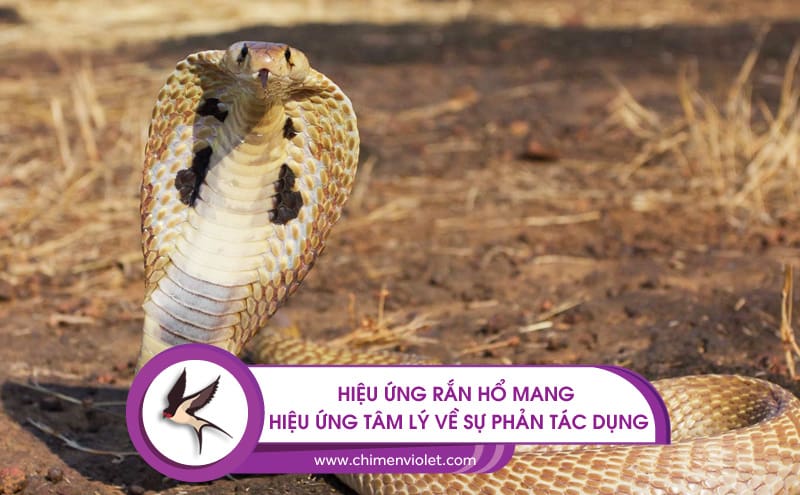 Hiệu ứng rắn hổ mang (Cobra effect)